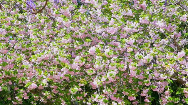 Beautiful cherry blossom flowers in full bloom, swaying in wind. Yae sakura flowers in book at springtime.