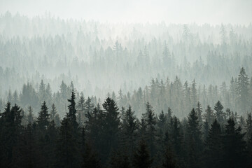 Trees in the fog at Sumava mountains, autumn in Czech republic