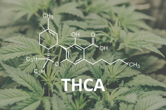 THCA Cannabis oil Marijuana Herbal Treatment. Alternative Medicine hemp oil Tetrahydrocannabinolic acid