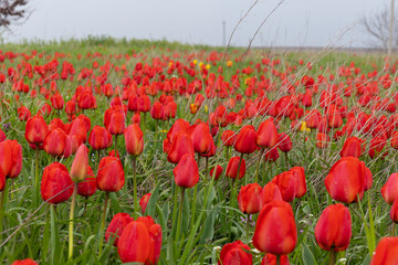 Red tulips in the grass. Floral background.