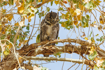 Great horned owl in autumn tree top
