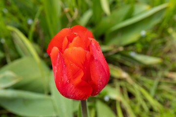 Red tulips in the grass. Floral background.