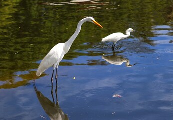 The beauty of the Great Egret found at Lagoa do Violão in Torres in Rio Grande do Sul, Brazil.