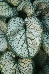 Gartenpflanze