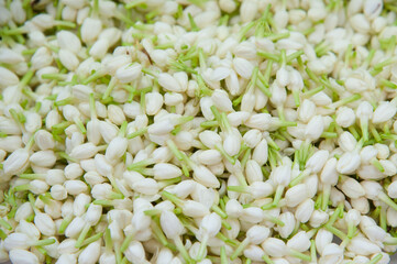 white jasmine background in close
