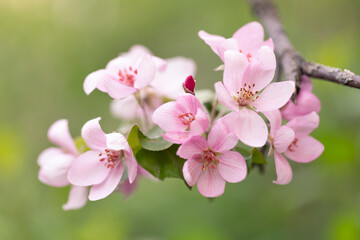 Obraz na płótnie Canvas Delicate apple tree flowers in spring. Apple orchard.