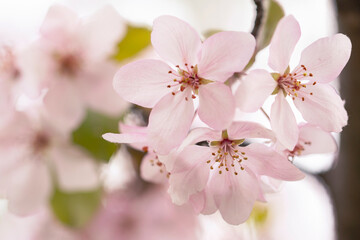 Fototapeta premium Delicate apple tree flowers in spring. Apple orchard.
