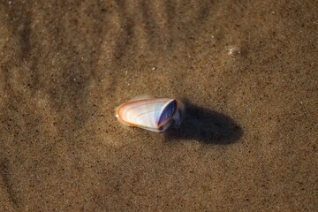 The beauty of the seashells found on the edge of the beach at dusk.