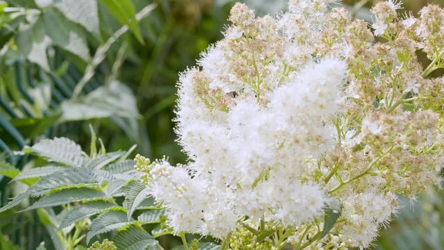 bitterns and other flying insects walk around the flower