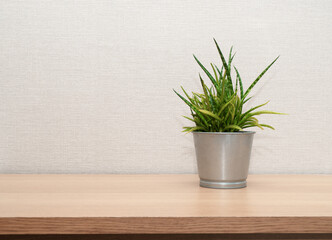 plant succulent on wooden desk, little plant in potted on table, for decoration in home. template with copy space
