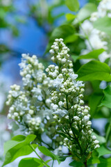 Hochformat: Weißer Flieder erblüht im Frühling (Lat.: Syringa vulgaris) - White lilac flowers spring blossom buds