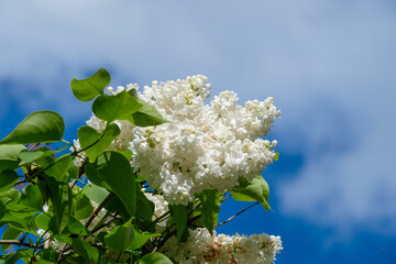 Weißer Flieder erblüht im Frühling (Lat.: Syringa vulgaris) - White lilac flowers spring blossom...
