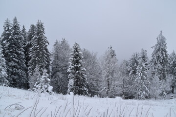 Naklejka premium snow covered trees