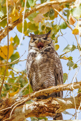 Great horned owl in autumn tree top