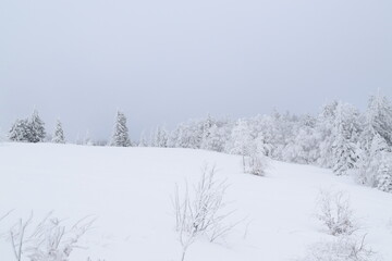 snow covered trees