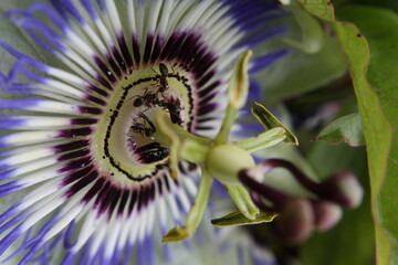 Ameisen in einer Bl&uuml;te
