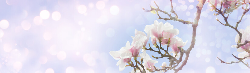 Spring background banner with copy space - magnolia tree with beautiful spring blossoms