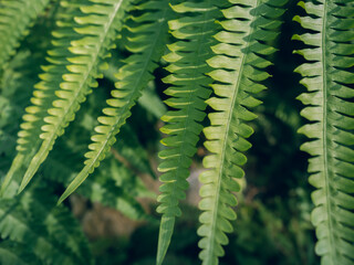 Closeup green fern leaves texture in nature
