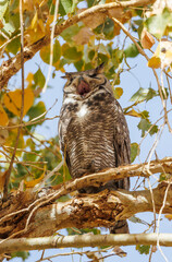 Great horned owl in autumn tree top