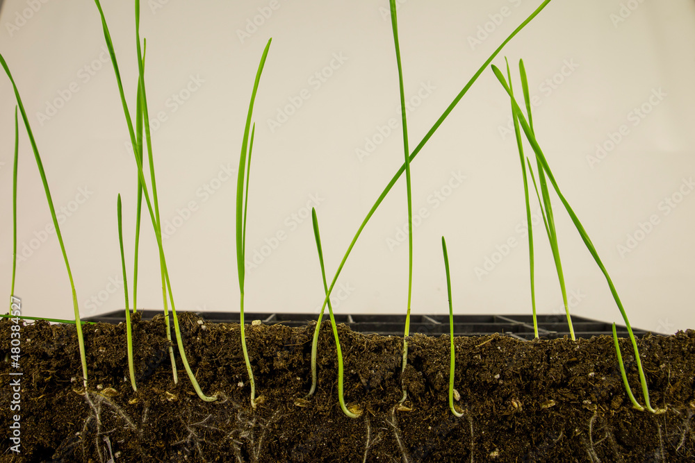 Wall mural Shoots and roots of young wheat.