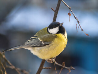 Fototapeta premium A great tit sits on a tree branch. Bird close up.