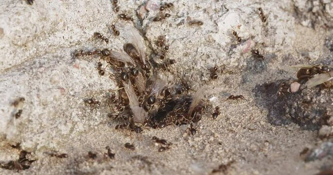  large flying ants come out of the anthill