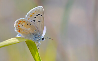 Turquoise blue - Plebicula dorylas, Greece 