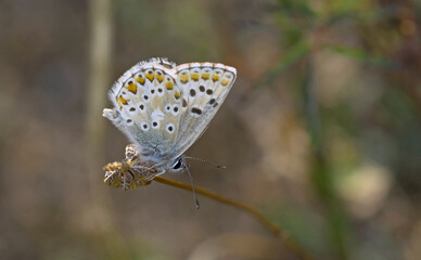 Aricia anteros, the blue argus, is a European butterfly in the family Lycaenidae, Greece