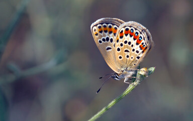 Plebejus is a genus of butterflies in the family Lycaenidae, Greece