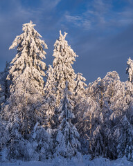 Fabulous winter landscape. Snow-covered trees in the Ural winter forest.