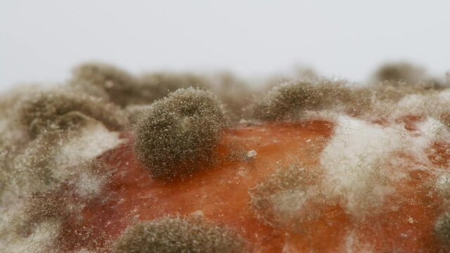 Mold extreme close-up. Macro shot of mold. Side view. Mold is a fungus that grows in the form of multicellular filaments. Side view. 4K UHD video footage 3840X2160.