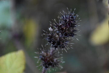 bee on thistle