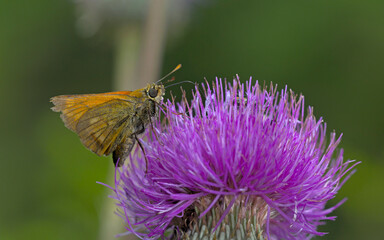Large Skipper Ochlodes sylvanus, Greece