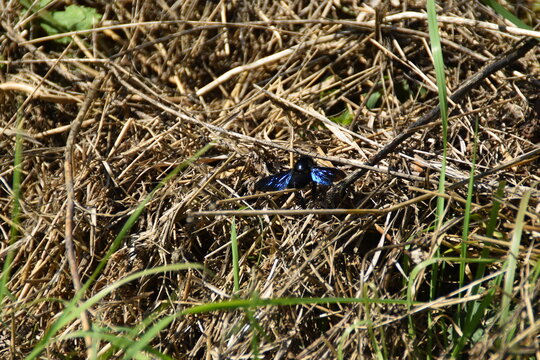 Blue Tailed Damselfly