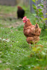 Brown chicken running free range in garden