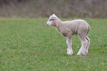 Obraz premium Young white Flemish lamb in meadow
