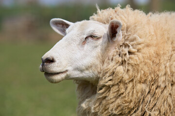 Naklejka na ściany i meble Headshot of white Flemish sheep