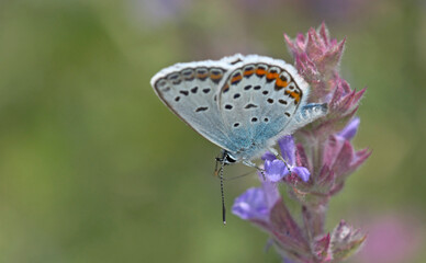 Fototapeta na wymiar Plebejus is a genus of butterflies in the family Lycaenidae, Greece