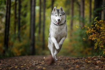 portrait of a husky © Мария Быкова