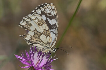 Marbled White - Melanargia galathea, Greece 