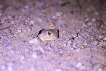 Barking Gecko in the Kgalagadi