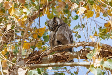 Obraz premium Great horned owl in autumn tree top