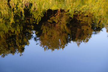 Mirror surface of the river Pripyat, Ukraine. Blurred reflection of a young pine forest in the water. Copy space.