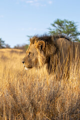 Fototapeta na wymiar Black-maned Lion in the Kgalagadi