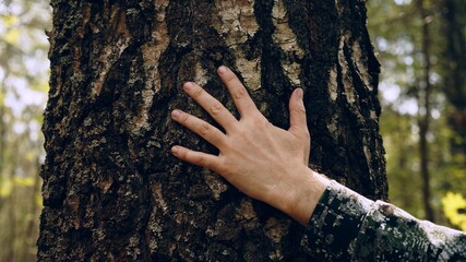 Hand touch the tree trunk. Man hand touches a pine tree trunk, close-up. Human hand touches a tree...