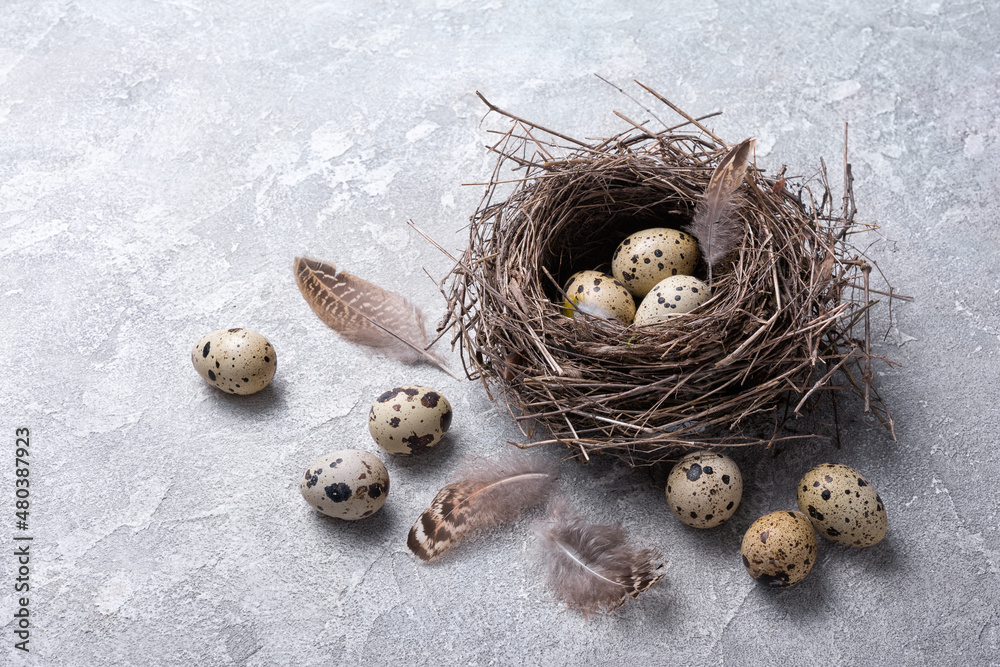 Wall mural Small quail eggs in bird nest for Easter day