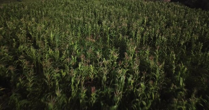 Aerial view of corn field in Sacred Valey in Cusco Peru. Peruvian Andes agriculture of traditional product in America.