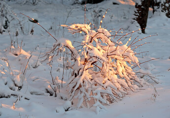 Sunlight touches a snowy bush in the evening light