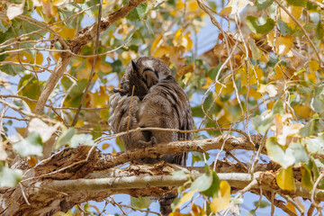 Fototapeta premium Great horned owl in autumn tree top