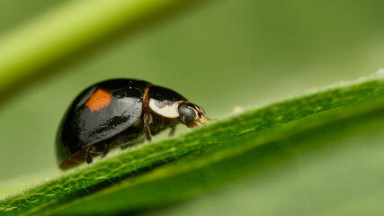 Black ladybug with orange spots on green leaves.